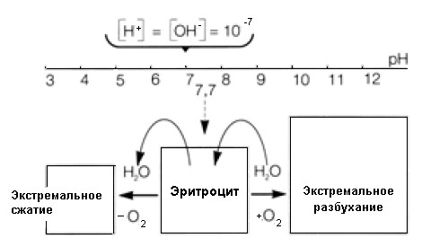 Рис.1 Зависимость изменения объема безъядерного эритроцита от рН среды. 