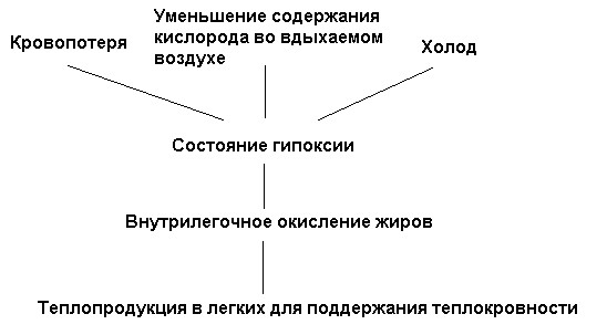 Рис. 9. Схема легочного термогенеза по К.С. Тринчеру (1991)
